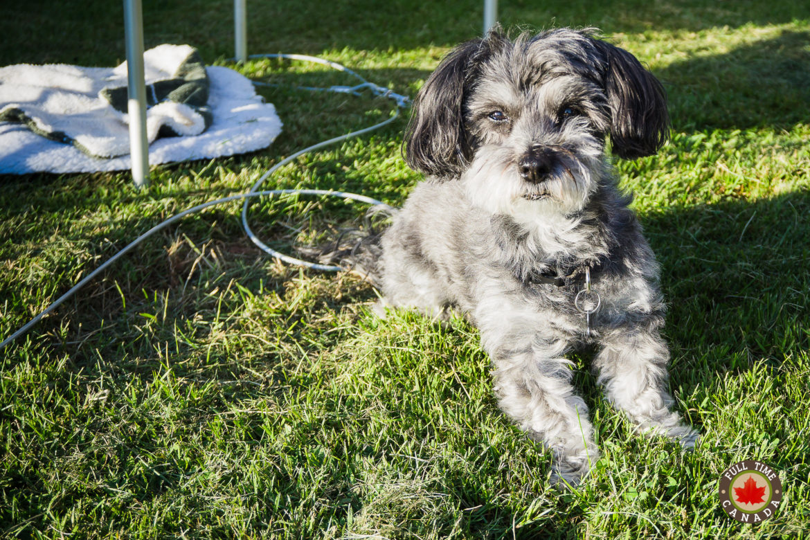 Paws of the Park: Misty