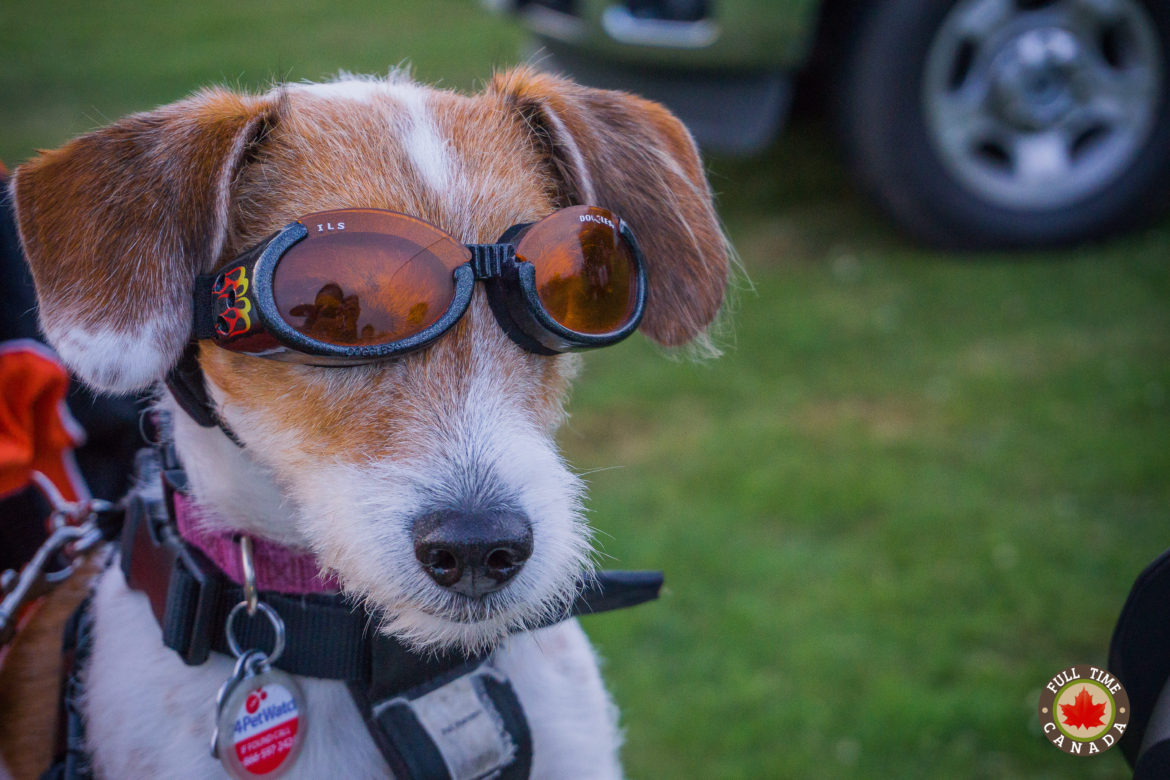 Paws of the Park: Nipper