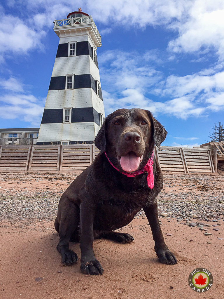 Chocolate Lab Beach Lighthouse