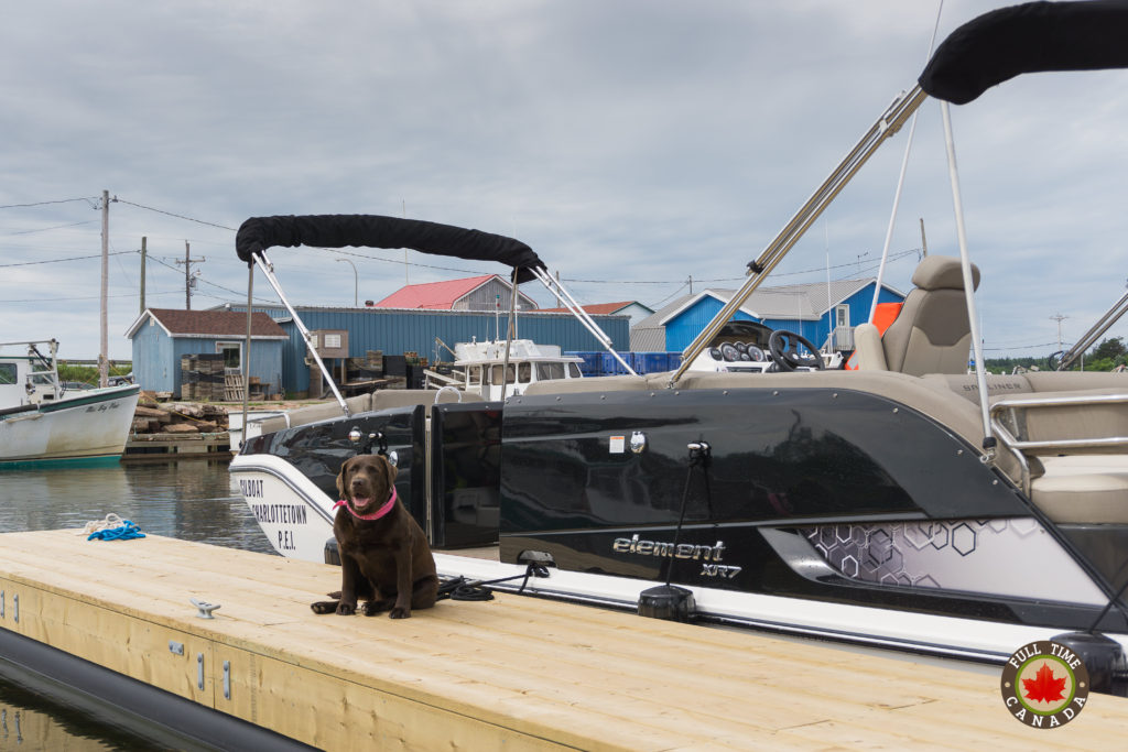 Bella DogBoat Adventures Gilboat