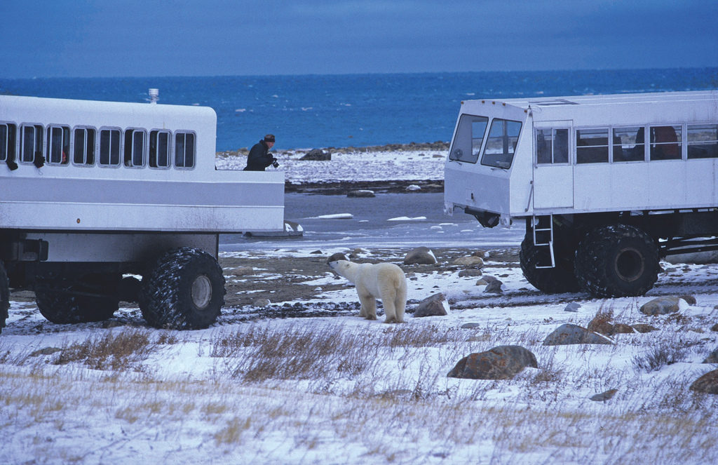 polar-bear-churchill-tundra-buggy