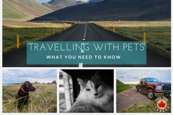 travelling-with-pets-what-you-need-to-know