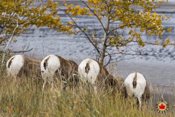 bighorn-sheep-jasper