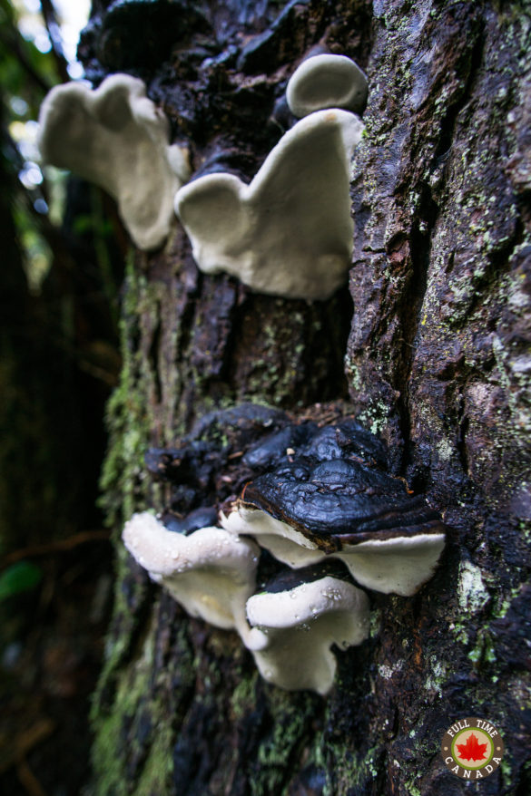 pacific-rim-national-park-tofino-fungi