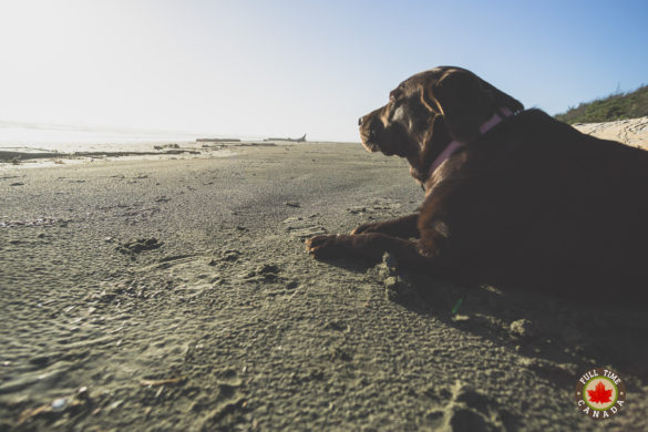 dog-beach-tofino