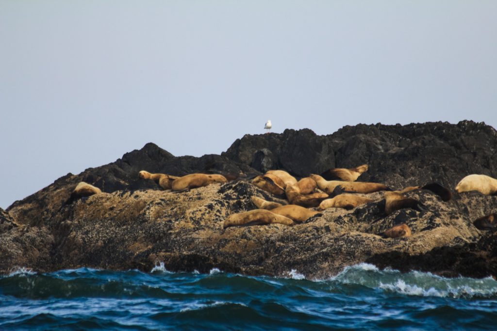 Seals Wildlife Pacific Rim National Park Reserve