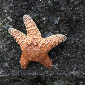 Sea Star Fish Cox Bay Best Beach in Canada
