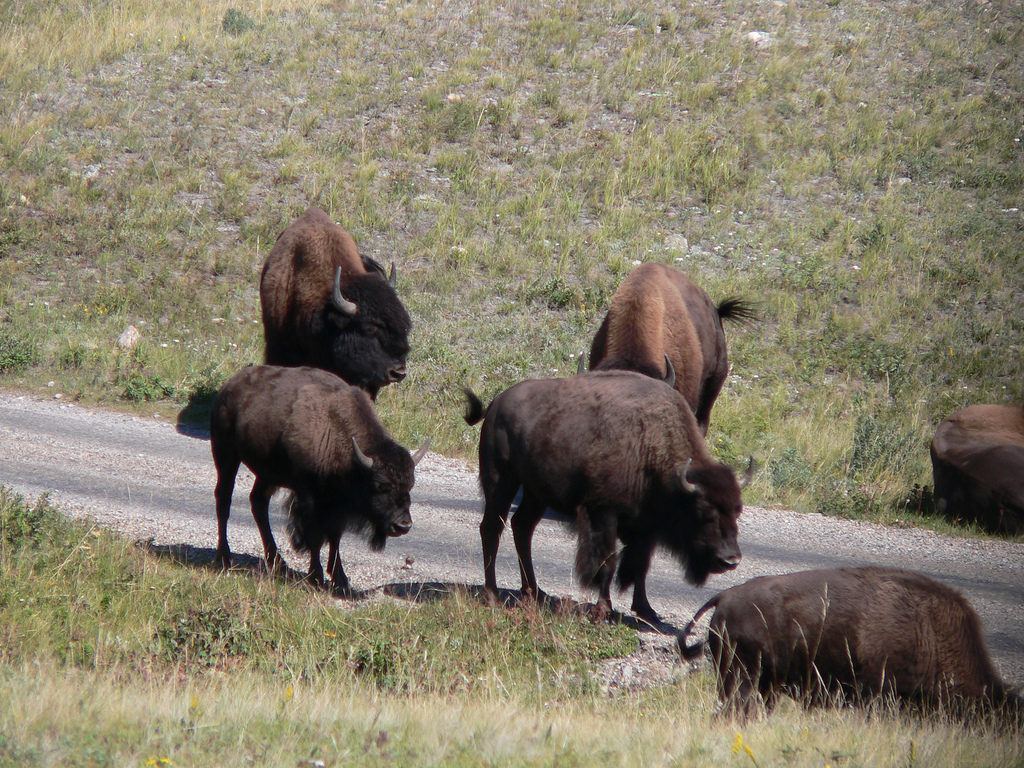 waterton lakes national park canada 150 bison
