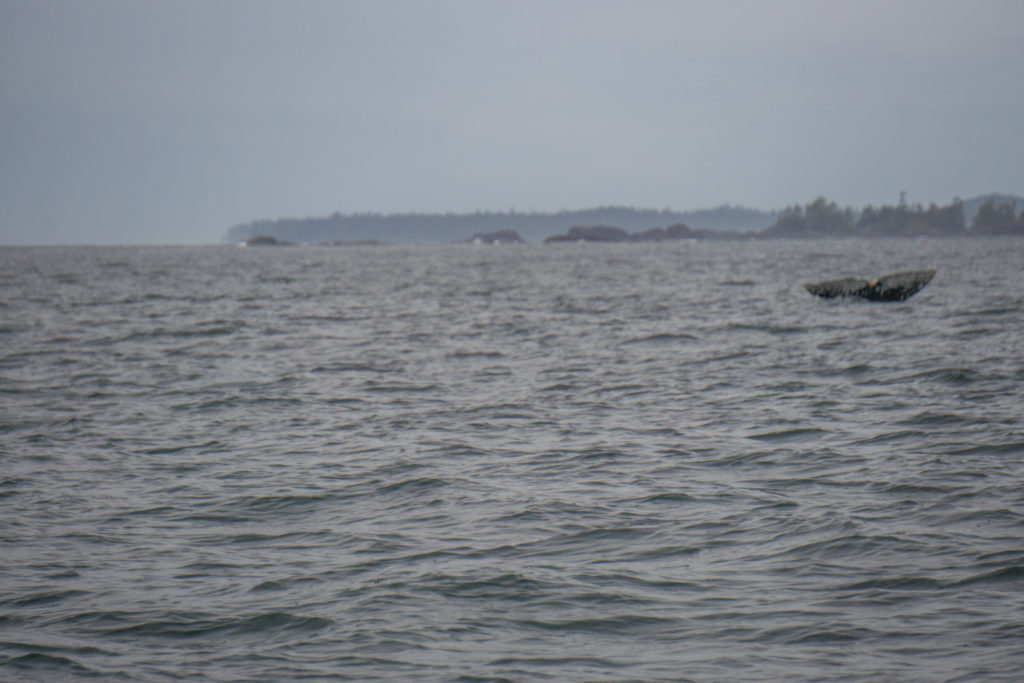 Vargas Island Hello Nature Adventure Tours Grey Whale